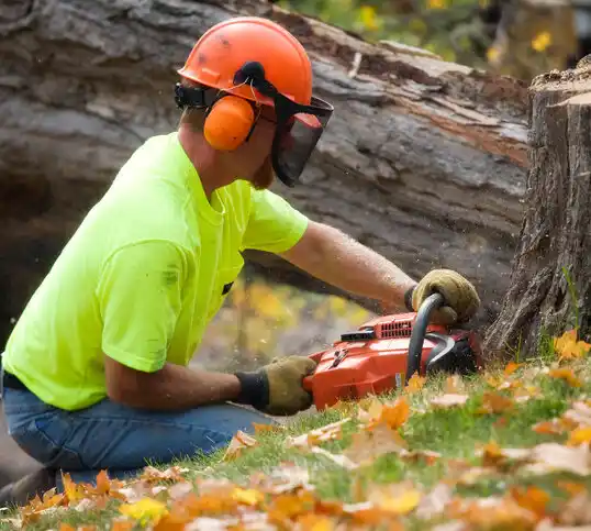 tree services Campbellsville